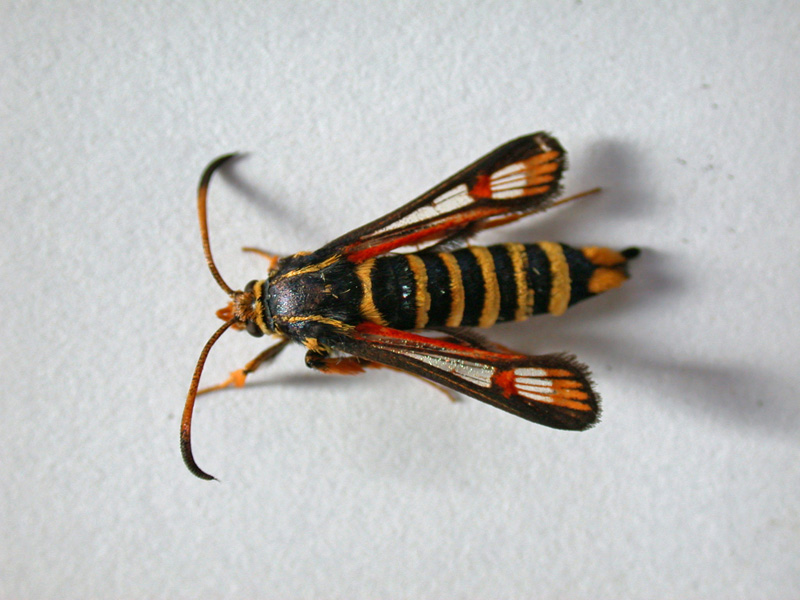 Sesiidae:  Bembecia cfr. ichneumoniformis